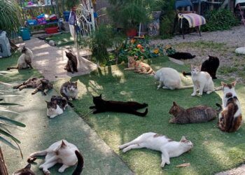 El Jardinet de l´Estació, un pequeño «hotel» para gatos en adopción en un pueblo de Valencia