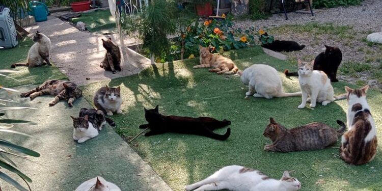 El Jardinet de l´Estació, un pequeño «hotel» para gatos en adopción en un pueblo de Valencia