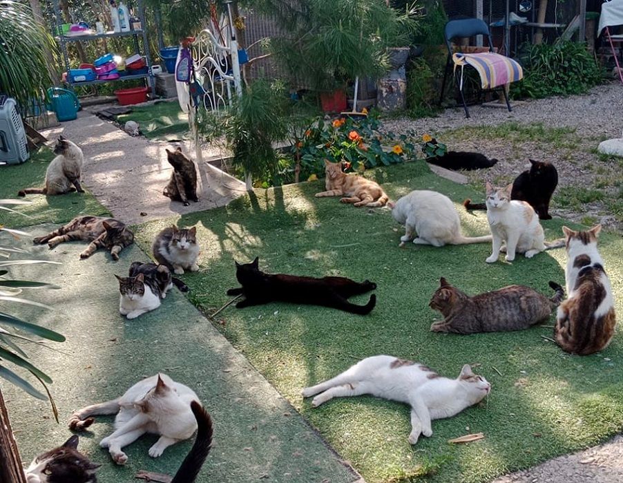 El Jardinet de l´Estació, un pequeño «hotel» para gatos en adopción en un pueblo de Valencia