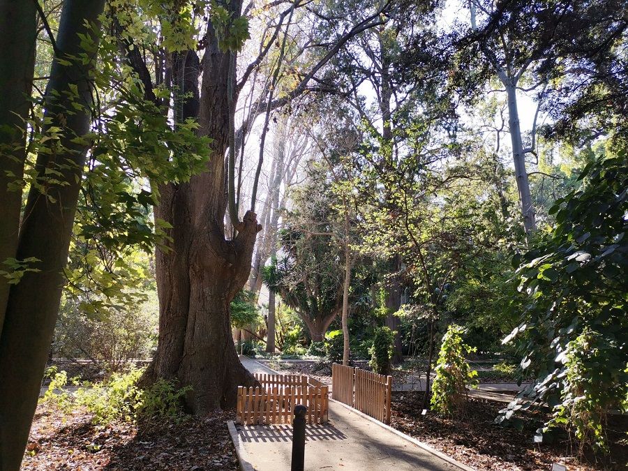 Jornada de puertas abiertas en el Jardín Botánico de Valencia para celebrar el DIMS 2025