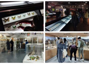 El Museo de la Biodiversidad de Ibi, rincón que transmite la necesidad de conservar la naturaleza
