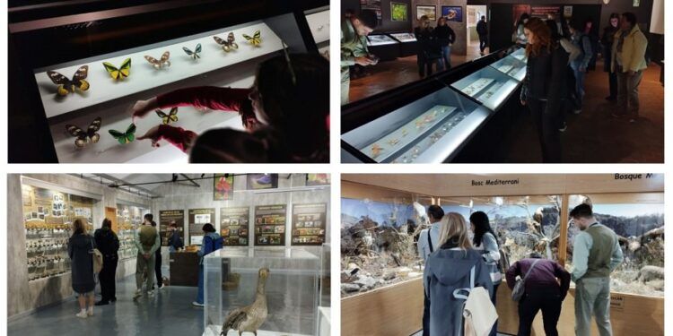 El Museo de la Biodiversidad de Ibi, rincón que transmite la necesidad de conservar la naturaleza