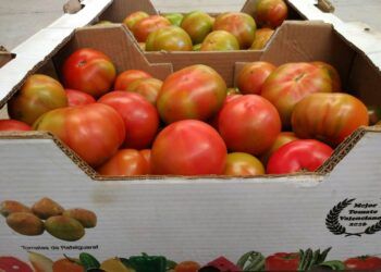 La II Fira de la Tomaca de Rafelguaraf llega para poner en valor la agricultura y gastronomía local