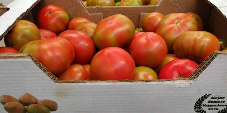 La II Fira de la Tomaca de Rafelguaraf llega para poner en valor la agricultura y gastronomía local