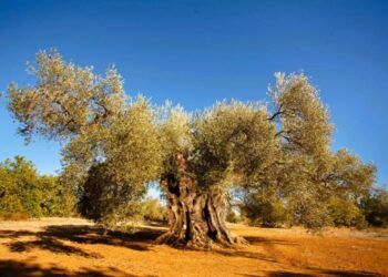 ¿Sabías que el Mejor Olivo Monumental de España en 2025 está en la Comunitat Valenciana?