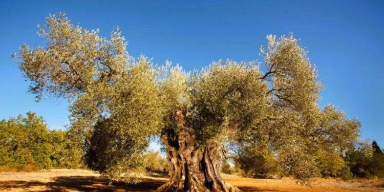 ¿Sabías que el Mejor Olivo Monumental de España en 2025 está en la Comunitat Valenciana?