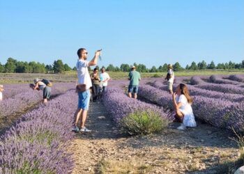 Ademuz prepara su mes de la lavanda con mercado artesanal y visitas a los campos en floración
