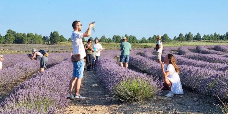 Ademuz prepara su mes de la lavanda con mercado artesanal y visitas a los campos en floración