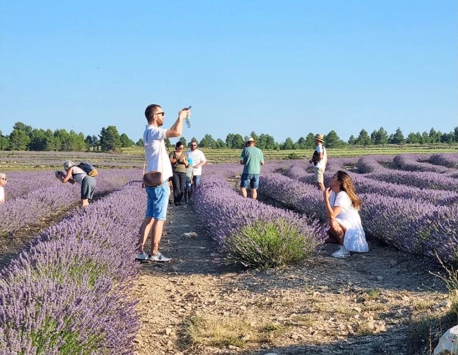 Ademuz prepara su mes de la lavanda con mercado artesanal y visitas a los campos en floración