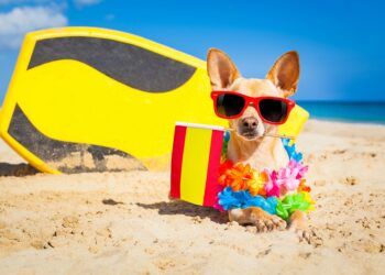 La playa para perros de Valencia se retrasa en el verano de 2025 por incompetencia consistorial