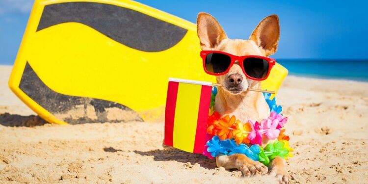 La playa para perros de Valencia se retrasa en el verano de 2025 por incompetencia consistorial