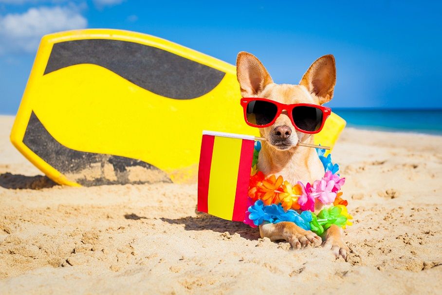 La playa para perros de Valencia se retrasa en el verano de 2025 por incompetencia consistorial