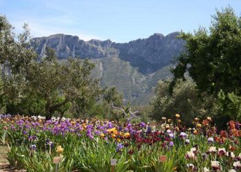 ¿Sabías que la población alicantina de Benissa contó con el jardín de lirios más grande de España?