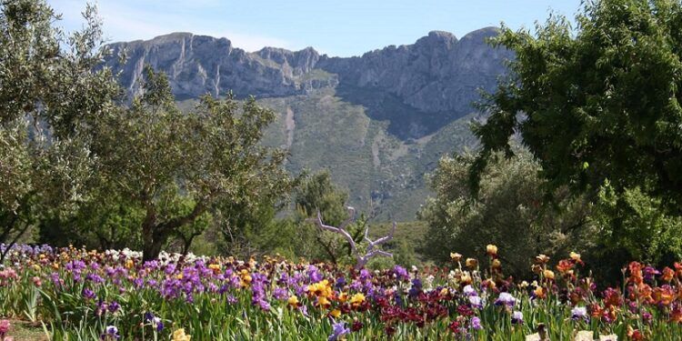 ¿Sabías que la población alicantina de Benissa contó con el jardín de lirios más grande de España?