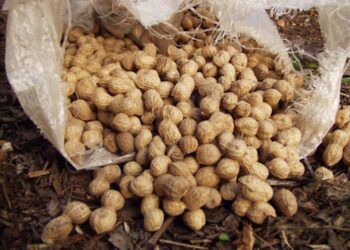 ¿Sabías que el primer cacahuete de Europa se plantó en la localidad valenciana de Puçol?