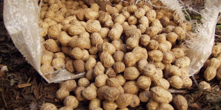 ¿Sabías que el primer cacahuete de Europa se plantó en la localidad valenciana de Puçol?