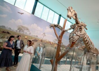 El Paleontològic de Valencia reabre apostando por la realidad aumentada, películas 3D y dioramas