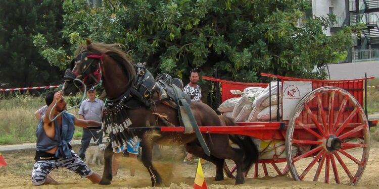 El tiro y arrastre regresa a Valencia con su tradicional concurso puntuable para la liga federativa