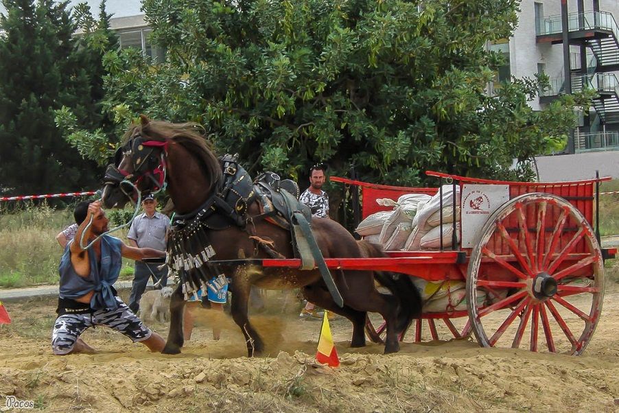 El tiro y arrastre regresa a Valencia con su tradicional concurso puntuable para la liga federativa