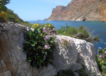 La Silene de Ifac, una especie protegida que es la joya botánica de los acantilados alicantinos