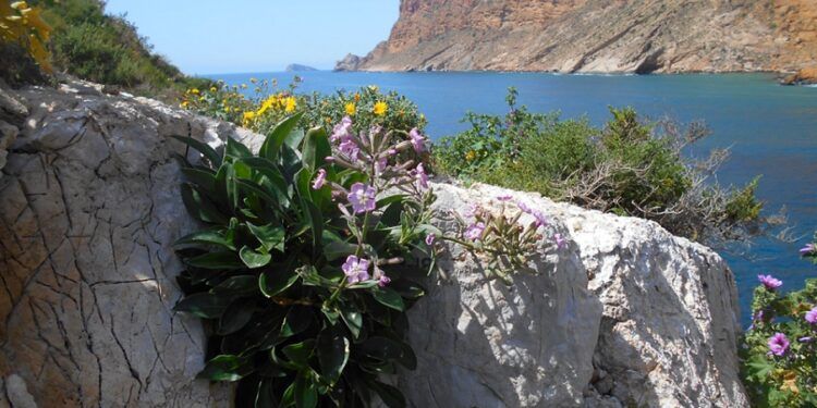 La Silene de Ifac, una especie protegida que es la joya botánica de los acantilados alicantinos