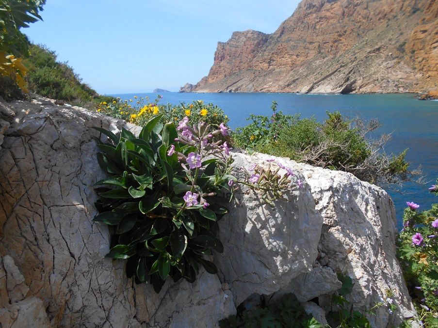 La Silene de Ifac, una especie protegida que es la joya botánica de los acantilados alicantinos