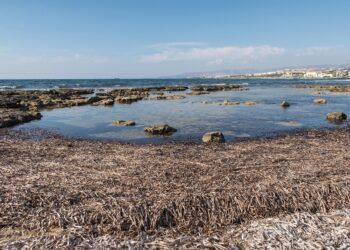 La posidonia que ves en la orilla no es suciedad: se llama arribazón y protege nuestras playas