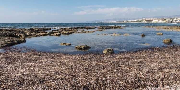 La posidonia que ves en la orilla no es suciedad: se llama arribazón y protege nuestras playas