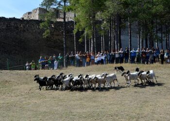Morella celebra la Fira 2025 con más expositores, actividades, trashumancia y tradición ganadera