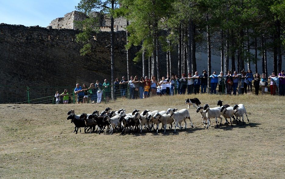 Morella celebra la Fira 2025 con más expositores, actividades, trashumancia y tradición ganadera