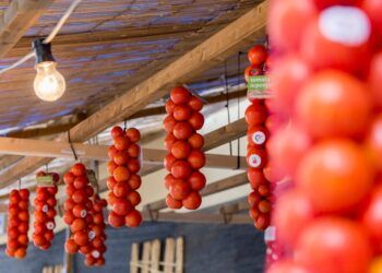 Llega la XI Fira de la Tomata de Penjar, la gran cita del tomate castellonense que triunfa en Cataluña