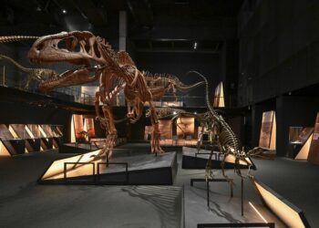 El mayor dinosaurio del mundo llega a Valencia con la exposición ‘Dinosaurios de la Patagonia’