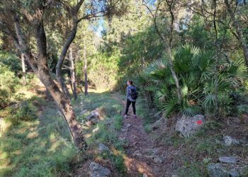 La Ruta del Barranc de Manesa de Barx, un paseo botánico de gran belleza y valor medioambiental