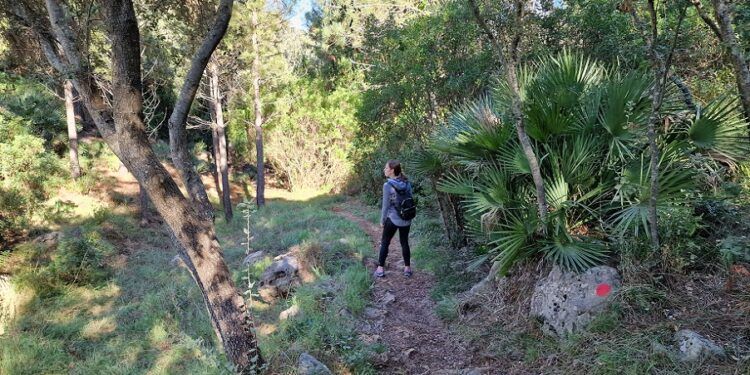 La Ruta del Barranc de Manesa de Barx, un paseo botánico de gran belleza y valor medioambiental