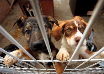 Valencia lanza una campaña para concienciar sobre el abandono de animales de compañía