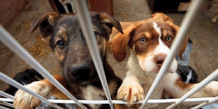 Valencia lanza una campaña para concienciar sobre el abandono de animales de compañía