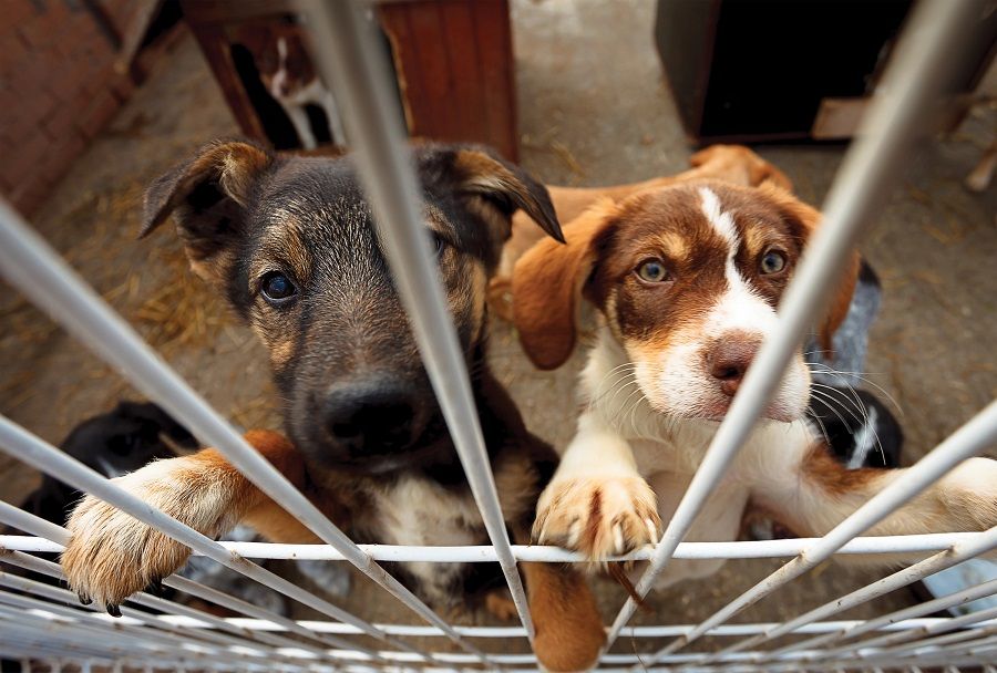 Valencia lanza una campaña para concienciar sobre el abandono de animales de compañía