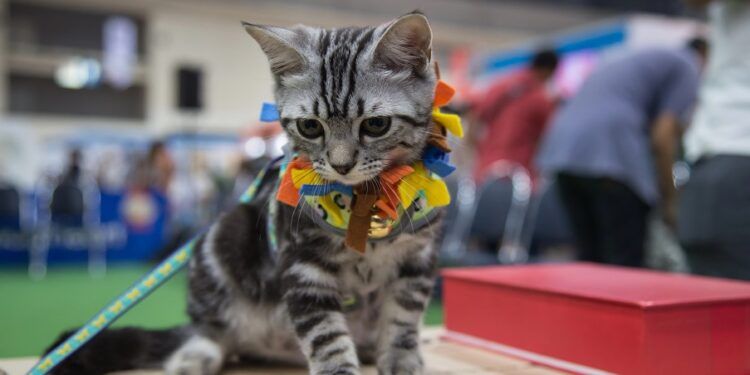 Más de 200 gatos de 21 razas diferentes se reunirán en Torrent en una nueva gran exposición felina