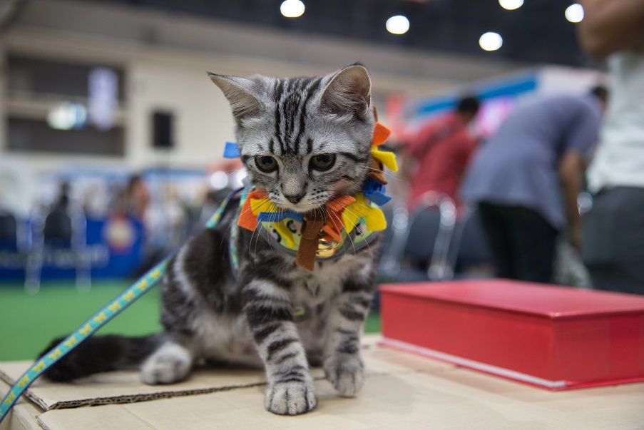 Más de 200 gatos de 21 razas diferentes se reunirán en Torrent en una nueva gran exposición felina
