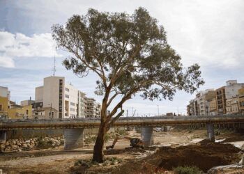 El eucalipto centenario de Paiporta lucha por ser Árbol del Año 2026: ¡haz que gane con tu voto!