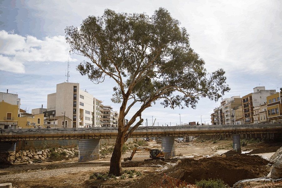 El eucalipto centenario de Paiporta lucha por ser Árbol del Año 2026: ¡haz que gane con tu voto!