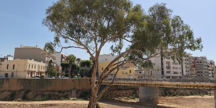 El eucalipto de Paiporta queda en segundo lugar en el concurso de Árbol del Año 2026 en España