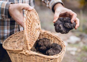 Feria Navideña de la Trufa y del Producto del Alto Palancia en Barracas este próximo fin de semana