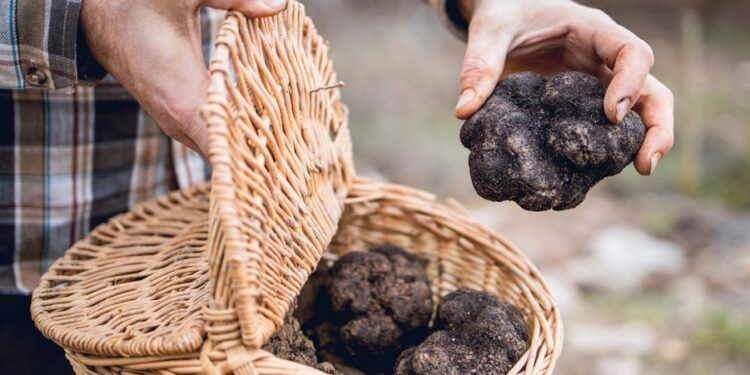 Feria Navideña de la Trufa y del Producto del Alto Palancia en Barracas este próximo fin de semana