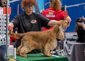 Torrent, capital de las mascotas este fin de semana con ferias internacionales de perros y gatos