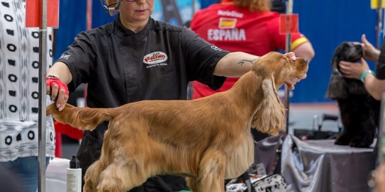 Torrent, capital de las mascotas este fin de semana con ferias internacionales de perros y gatos