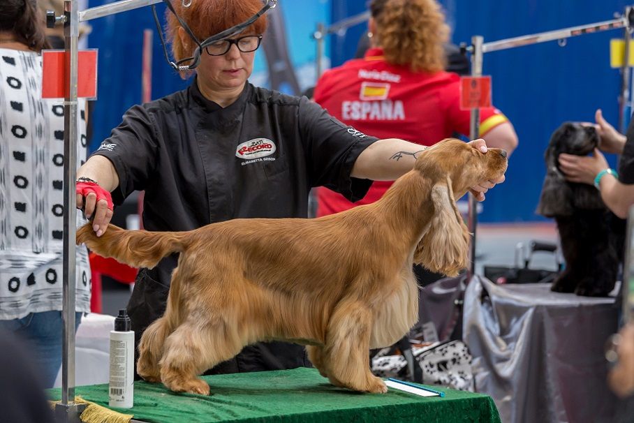 Torrent, capital de las mascotas este fin de semana con ferias internacionales de perros y gatos