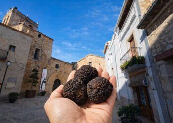 Catí se convierte este fin de semana en capital de la trufa negra con la XXII Mostra del Alt Maestrat