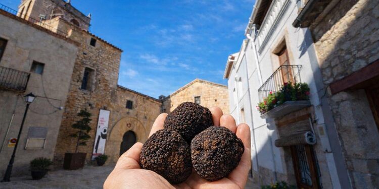 Catí se convierte este fin de semana en capital de la trufa negra con la XXII Mostra del Alt Maestrat