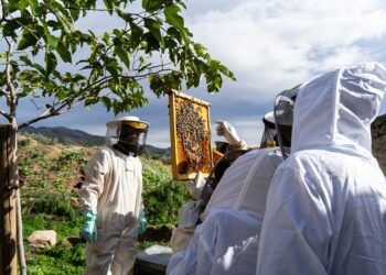 Conociendo a las abejas, un taller familiar de apicultura en la reserva de la biosfera del Alto Turia